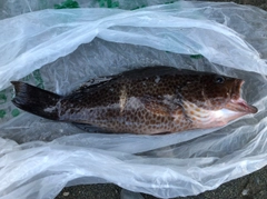 オオモンハタの釣果
