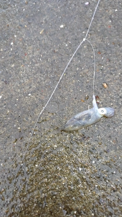 ヤリイカの釣果