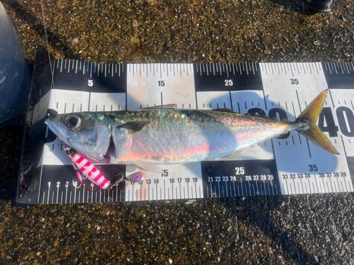 サバの釣果