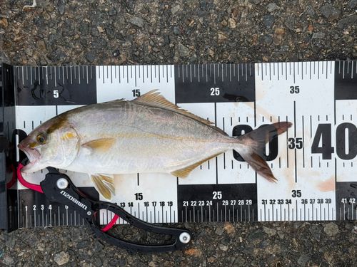 シオの釣果