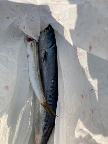 マルソウダの釣果
