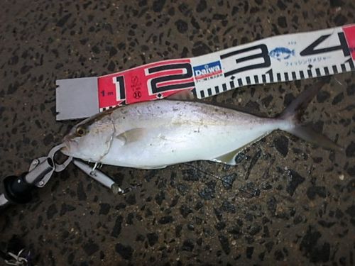 ネリゴの釣果