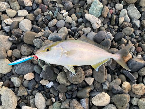 ネイリの釣果