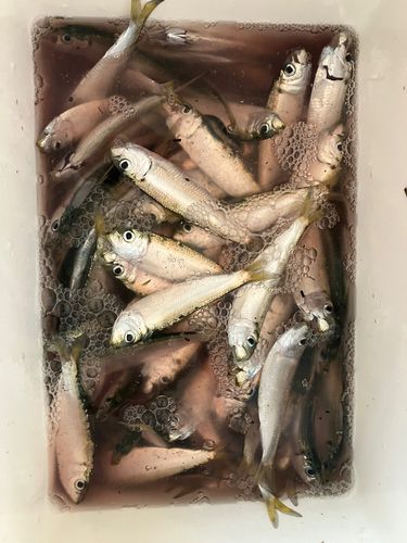 ママカリの釣果