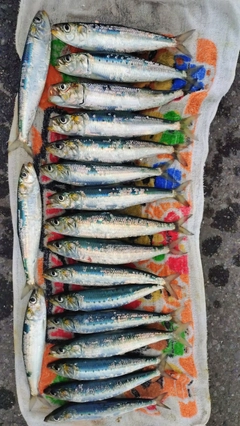 マイワシの釣果