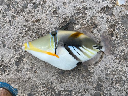釣果