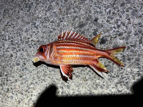 釣果