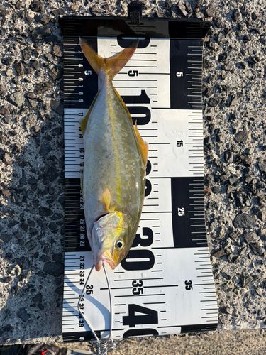 ネリゴの釣果