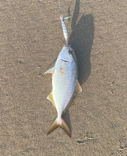 ショゴの釣果