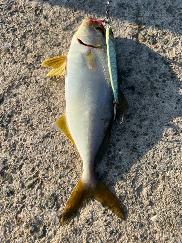ネリゴの釣果