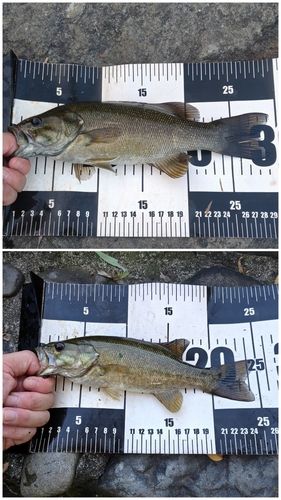 スモールマウスバスの釣果