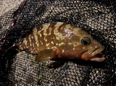 キジハタの釣果