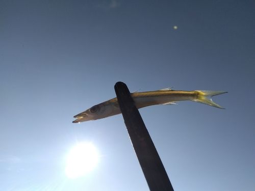 カマスの釣果