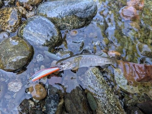 エゾイワナの釣果