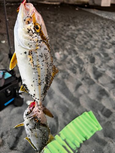ショゴの釣果