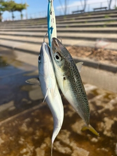 サバの釣果