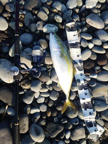 ハマチの釣果