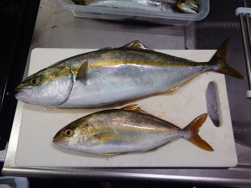 シオの釣果