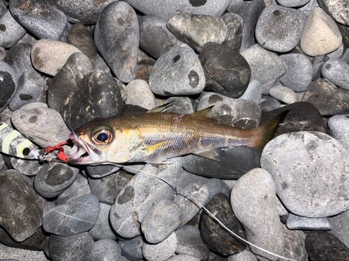 クロムツの釣果