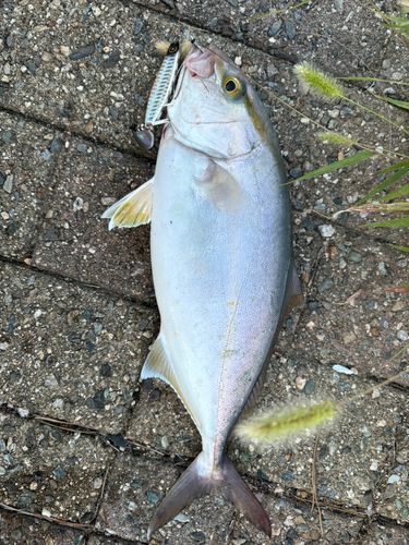 シオの釣果