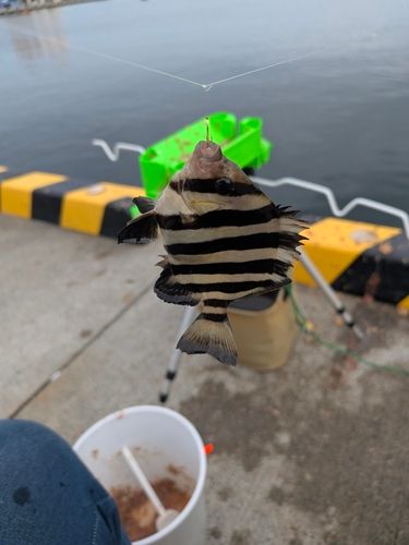 マアジの釣果