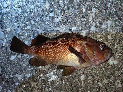 エゾメバルの釣果