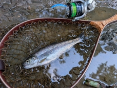 ニジマスの釣果