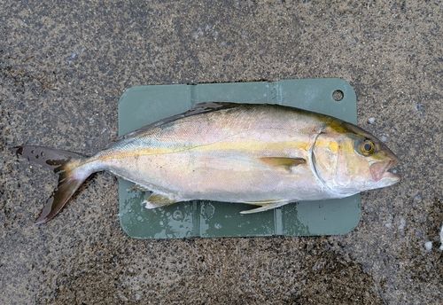 ショゴの釣果