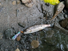ヤマメの釣果