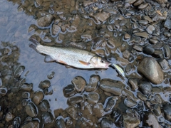 エゾウグイの釣果