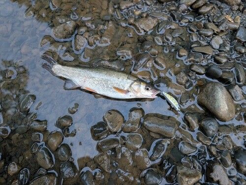 エゾウグイの釣果