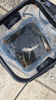 ハゼの釣果