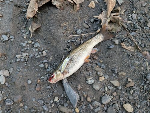 エゾウグイの釣果