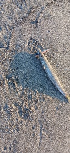 カマスの釣果