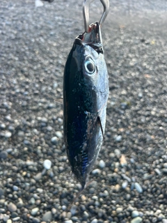ソウダガツオの釣果