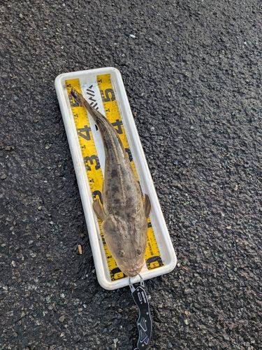 マゴチの釣果