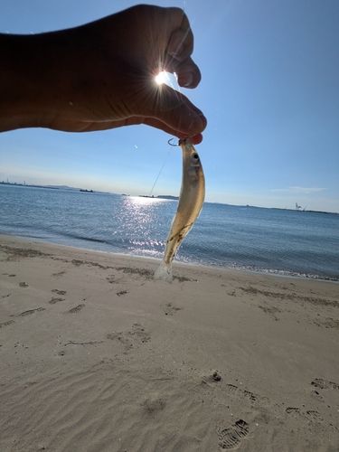 シロギスの釣果