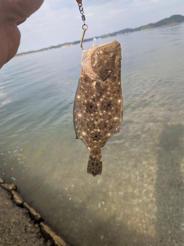 ソゲの釣果