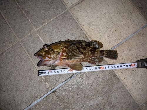 カサゴの釣果
