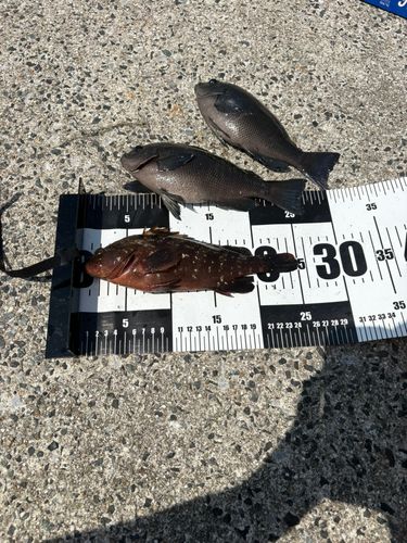 キジハタの釣果
