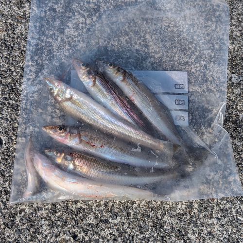 シロギスの釣果