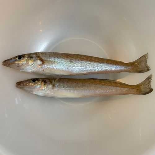 シロギスの釣果