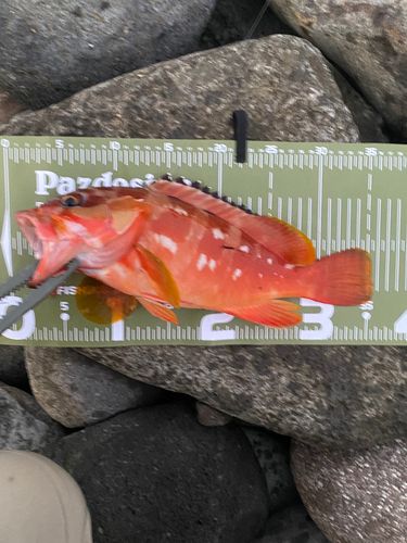 アカハタの釣果