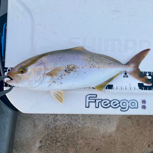 ショゴの釣果