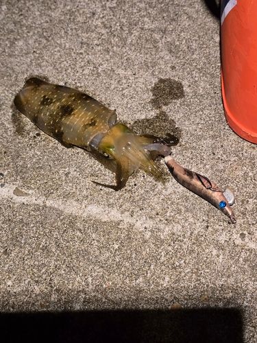アオリイカの釣果