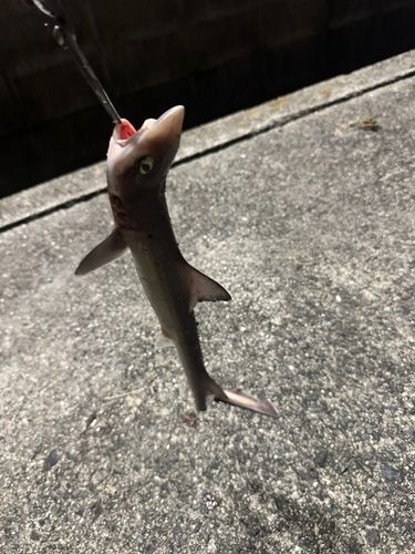 シロザメの釣果