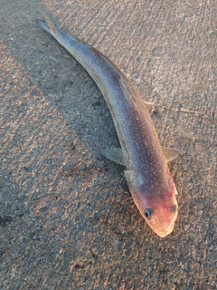 エソの釣果