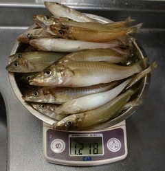 キスの釣果