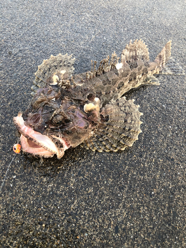 ケムシカジカの釣果