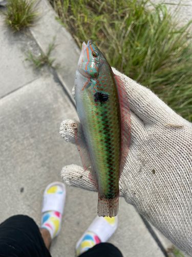 ベラの釣果